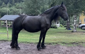 Frieser i Telemark kan stille som amme
