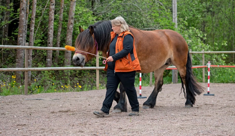 Target-trening med hesten: Tre fine øvelser å starte med