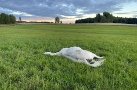 Fant spranghesten hardt skadet på jordet – anmeldt til politiet