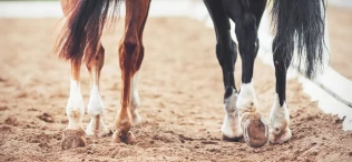 Vil styrke samarbeidet mellom veterinærer og hovslagere