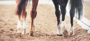 Vil styrke samarbeidet mellom veterinærer og hovslagere