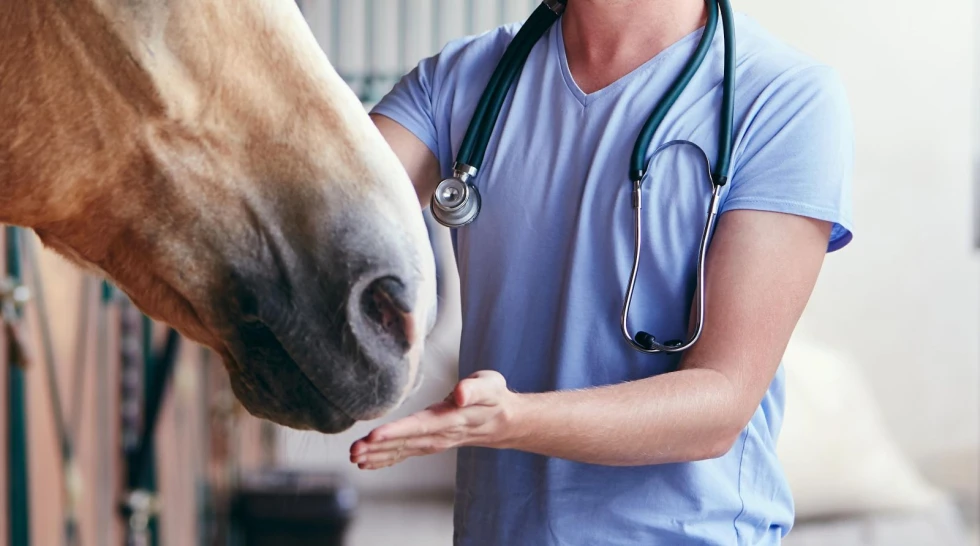 Dyrere veterinærhjelp – flere velger alternativt