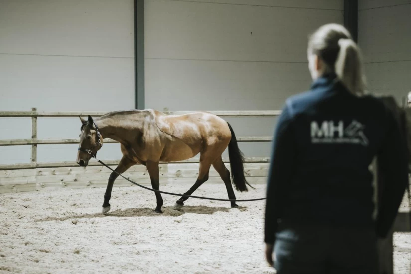 Patellaopphaking – når hestens kneskål låser seg