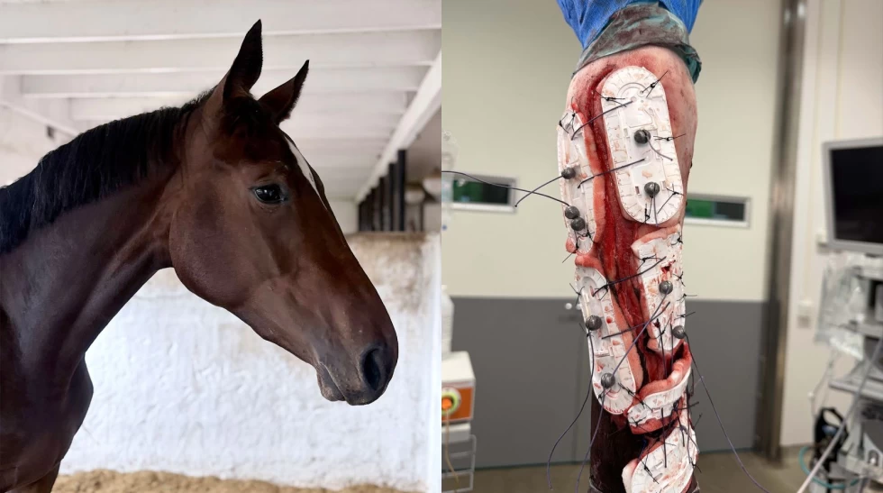 Avansert sårbehandling reddet Bonbella: – Et spørsmål om liv og død