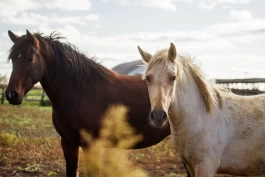 Ikke alle hester trives på alle løsdrifter