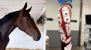 Avansert sårbehandling reddet Bonbella: – Et spørsmål om liv og død